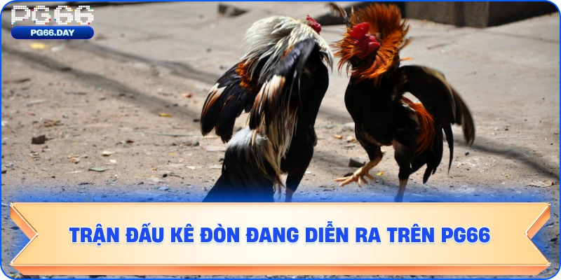 Trận đấu kê đòn đang diễn ra trên PG66